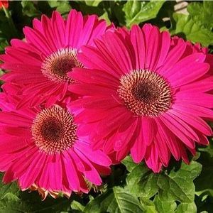 Meet your Posher, Susie